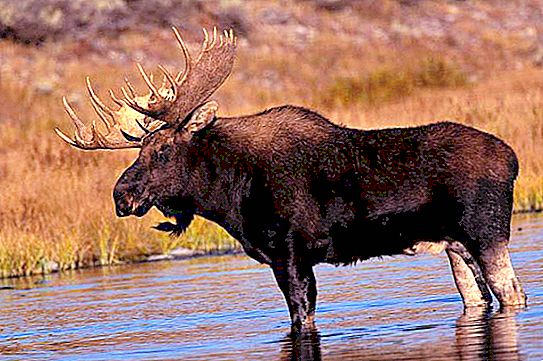 How to explain how a moose differs from a deer?