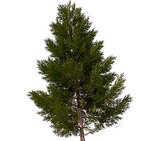 Como distinguir cedro de pinheiro: foto, descrição, local de crescimento
