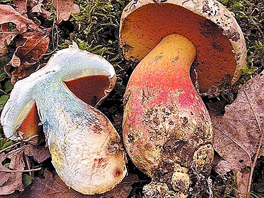 Milline seenel olev lõikus muutub siniseks: seenekorjajate abistamiseks