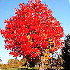 加拿大枫树-有许多作用的树