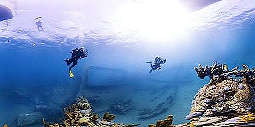 Korálový útes. Velký korálový útes. Podmořský svět korálových útesů