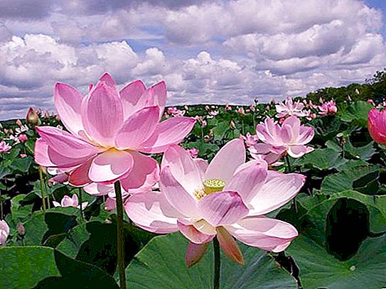 Lotus felter i Astrakhan: beskrivelse, attraktioner og interessante fakta