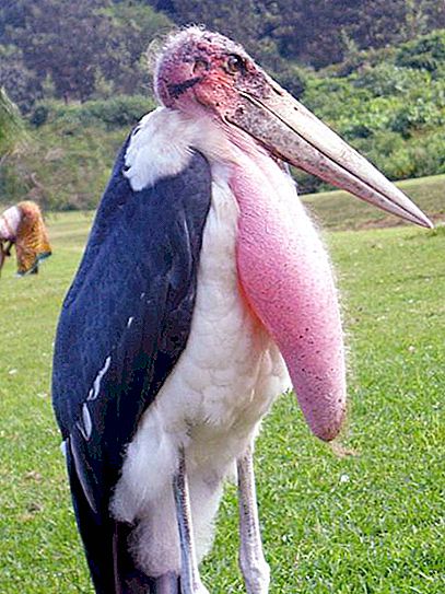 Marabou är en mycket intressant och annorlunda fågel.