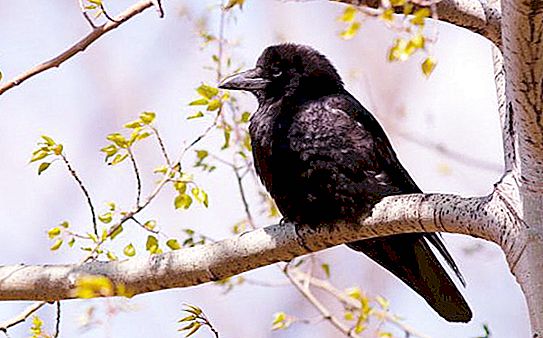 Pochodzenie ptaków: cechy, ciekawe fakty i opis. Znaczenie i ochrona ptaków