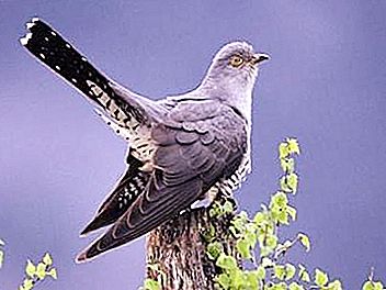 Burung Cuckoo - ciptaan alam yang menakjubkan
