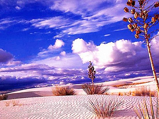 Пустинен катран: снимка, животински свят. Къде е пустинята Тар?