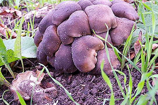 Canottaggio terrestre: un fungo degno di attenzione