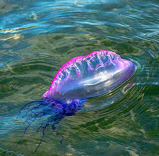 Els fets més interessants sobre les meduses. Medusa: fets, tipus, estructura i característiques interessants