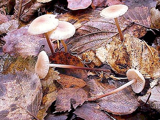 Amazing mushroom garlic