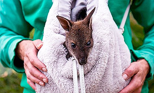 Eine Frau schützte ein verwaistes Känguru. Wie jetzt leben sie zusammen