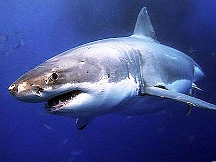 Bull shark: beschrijving en foto