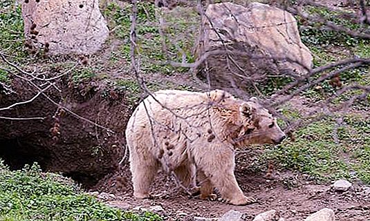 Berloga é um local de inverno conveniente para ursos