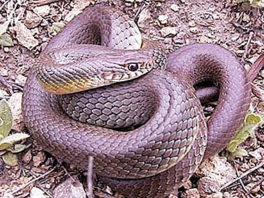 Er ufarlige slanger ufarlige?