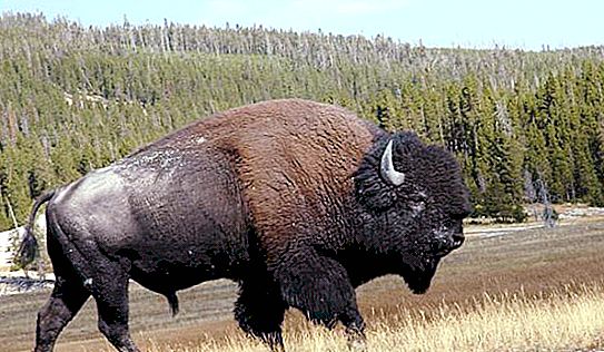 On viuen els bisons? En quin continent, en quin país?