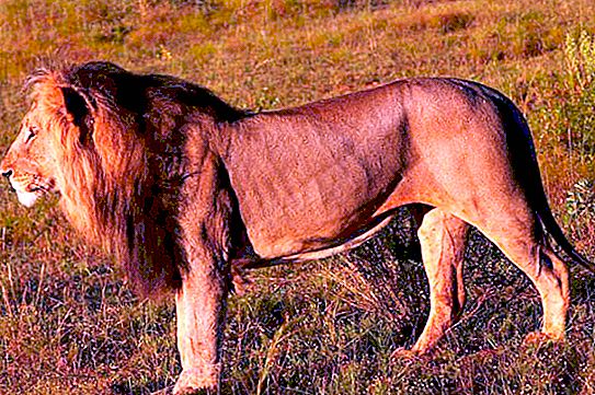 Onde os leões moram? Animais da África: leão. Leão de animais selvagens