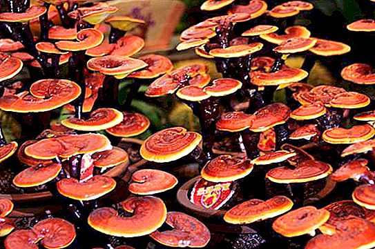 Ciuperci Lingzhi: proprietăți medicinale, aplicare. Recenzii ale medicilor și pacienților