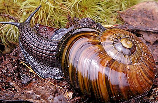 Sino ang isang snail - isang insekto o hindi?
