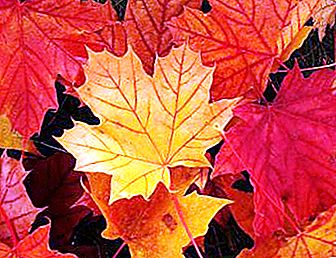 Maple leaf avslører sine hemmeligheter