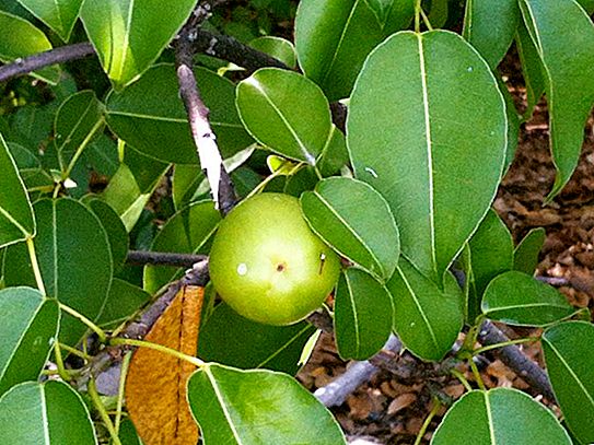 Mancinellapuu: missä se kasvaa, myrkkyn ominaisuudet, hyödyt ja haitat