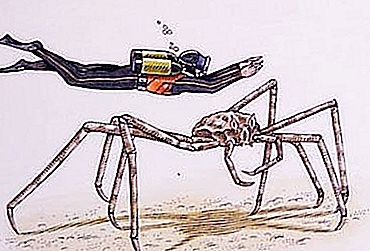 Ketam Spider: Ciri khas ahli keluarga Arthropod ini