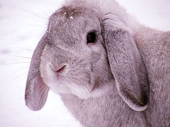 ブルーラムウサギの品種