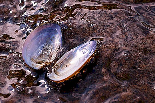 Molusco bivalve de água doce perlovka: descrição, habitat, reprodução