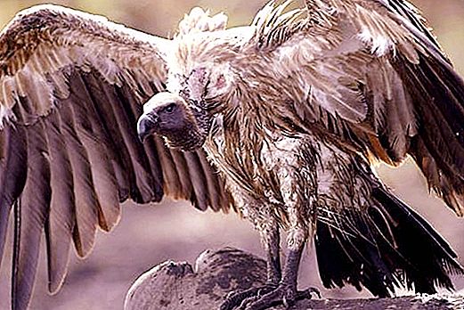Vulture bird: description and photo