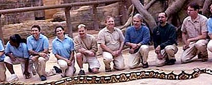ثعبان شبكي - أكبر ثعبان في العالم