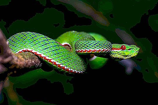 Snake keffiyeh：描述，带照片的品种