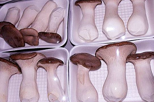 Witte steppe-paddenstoelen Eringi: kenmerken en kenmerken van de teelt