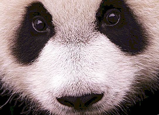 Punaisen kirjan iso Panda: kuva, kuvaus
