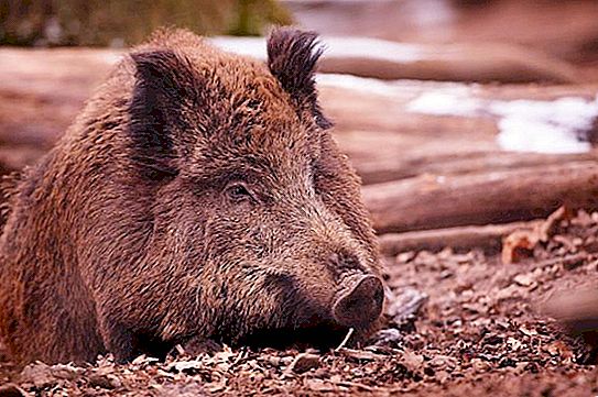 What does a boar eat? Find out!