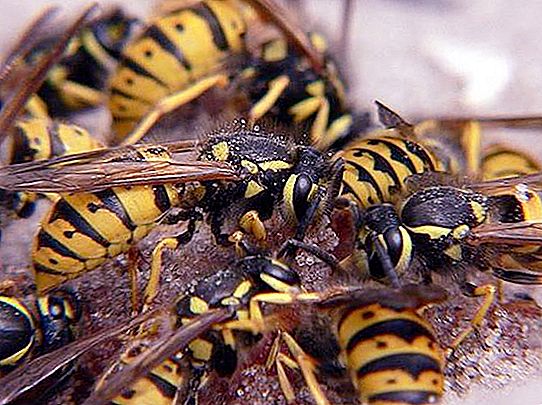 Ang mga higanteng wasps na malapit sa Moscow at Siberia