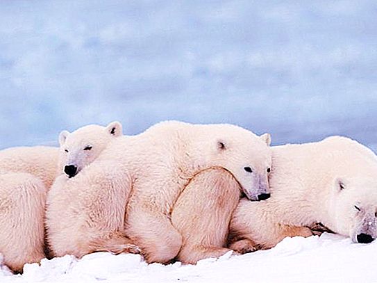 Interessante fakta om isbjørnen: beskrivelse og funktioner