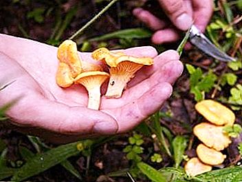 如何采蘑菇：采蘑菇的技巧