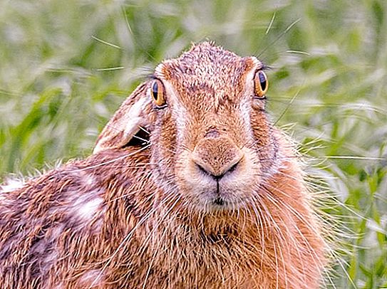 Cómo hablan los conejos: hechos interesantes