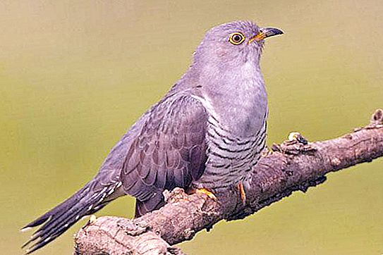 Cuckoo biasa: keterangan dan gambar