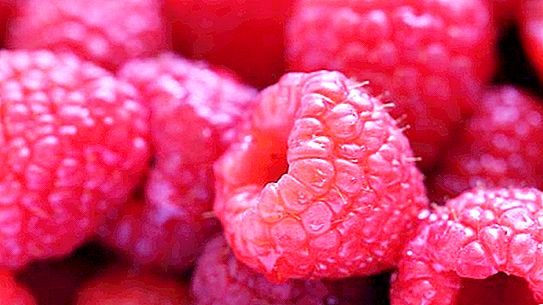 Is it possible for a nursing mother raspberries? Tips & Tricks