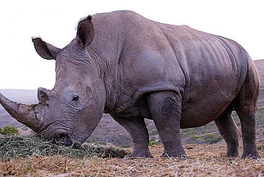 Rhinoceros dravec nebo býložravec? Co jí nosorožec?