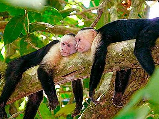 Khỉ Capuchin: tính năng giữ nhà