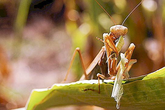 Hvorfor dræber en kvindelig mantis en mand?