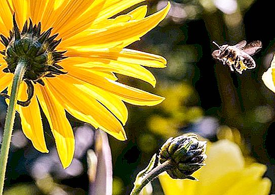 Χρήσιμα έντομα. Ladybug, σκαθάρι εδάφους, μέλισσα, δαντέλα. Οι υπερασπιστές του κήπου
