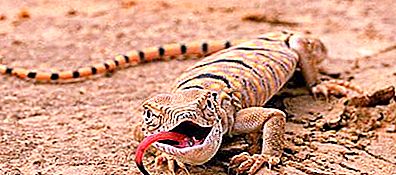 Desert Crocodile. Vilken ödla kallas en ökenkrokodil