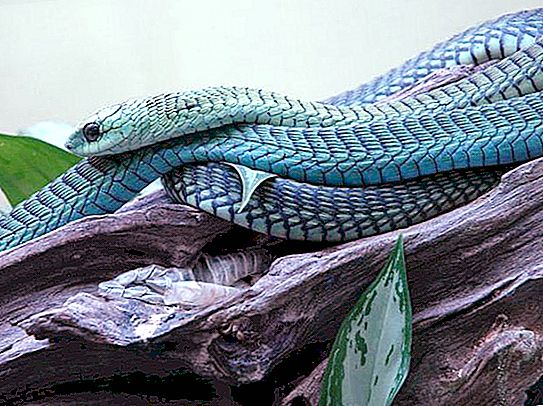 Las serpientes más bellas del mundo.