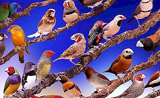 Les oiseaux décoratifs les plus populaires: caractéristiques et faits intéressants