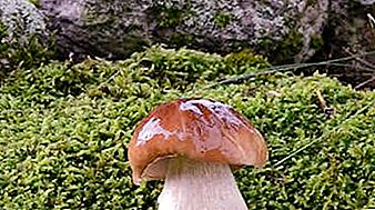 Hoeveel groeit de paddenstoel na regen?