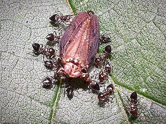 Czy mrówki śpią? Co oni jedzą Jak wygląda macica mrówki? Funkcje zimowania