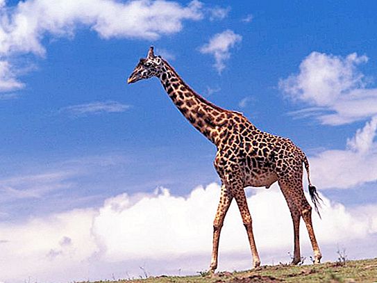 La altura de la jirafa, incluido el cuello y la cabeza. Crecimiento de jirafa