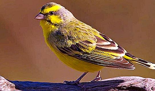 Kołowrotek Canary: rodzaje i funkcje