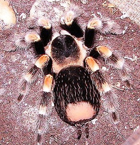 Gul-svart spindel: den mest populära arten med denna färg